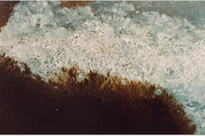 POSIDONIA laque sur toile(50x70)not sold